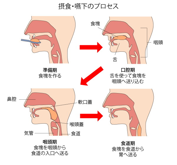 摂食・嚥下のプロセス