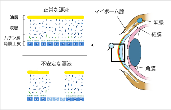 目と涙液層の構造