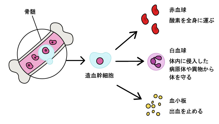 骨髄の中で行なわれていること