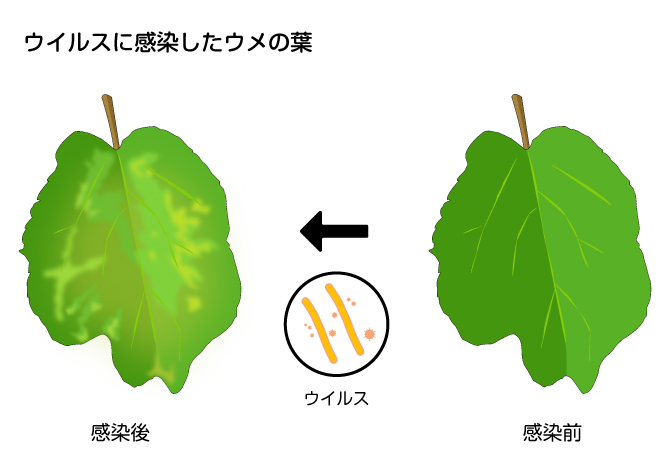 ウイルスに感染したウメの葉