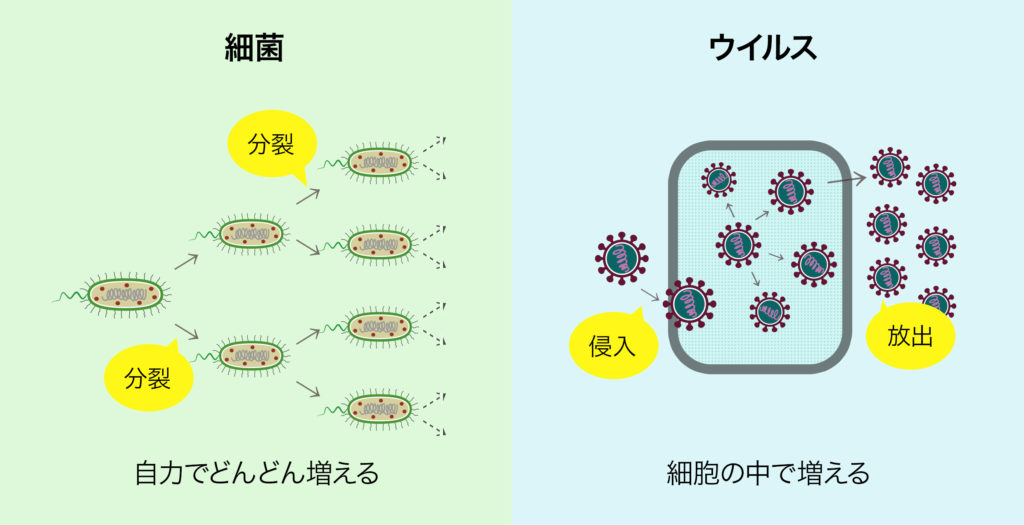 細菌はウイルスと違って細胞を持っています