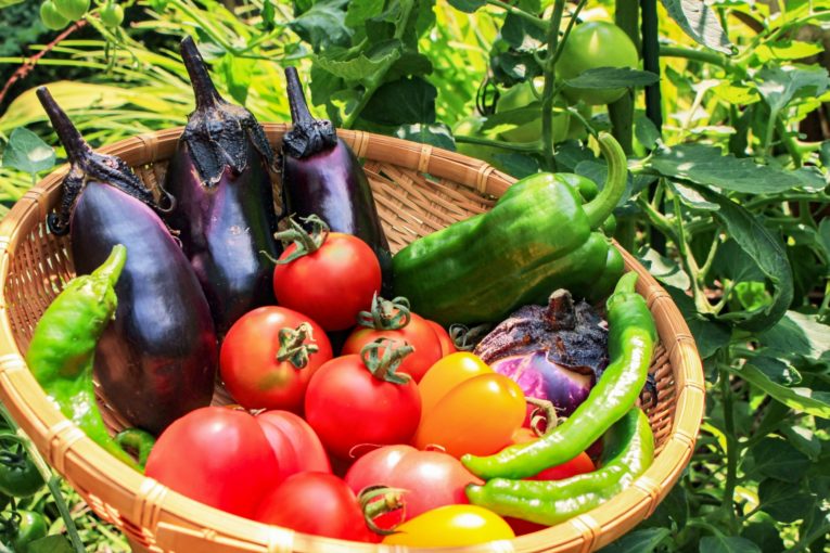 彩り豊かなのも夏野菜の特徴