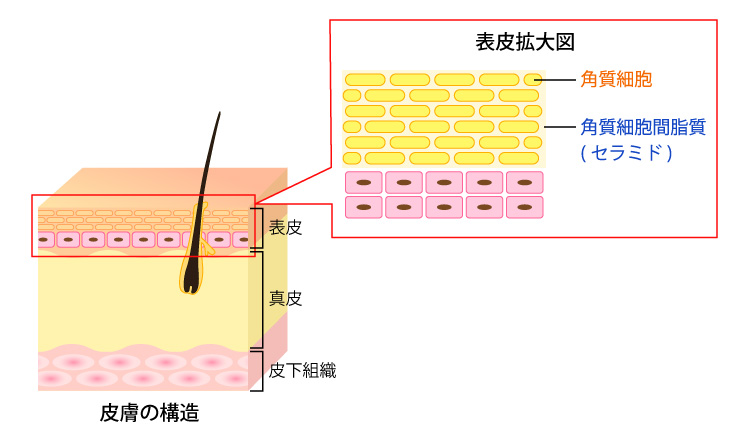 皮膚の構造