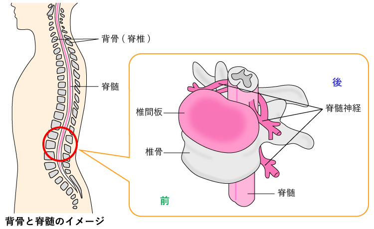 背骨と脊髄のイメージ
