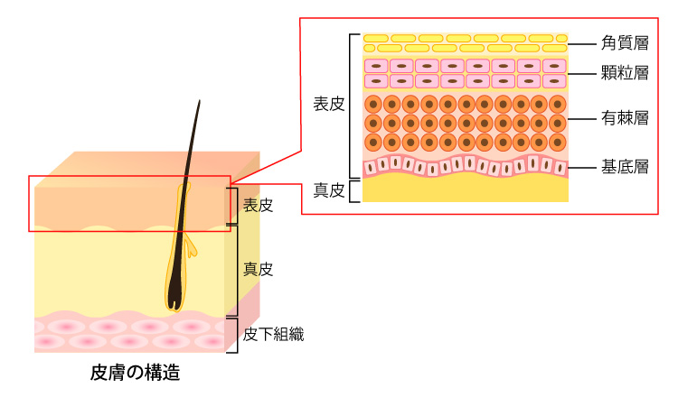 有棘細胞(ゆうきょくさいぼう)がん (ゆうきょくさいぼうがん)とは | 済生会