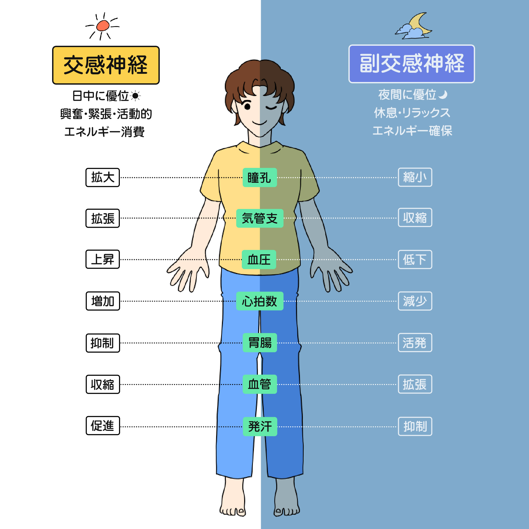 自律神経のおもな働き