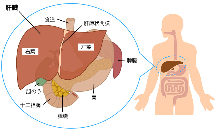 肝臓は人体の「化学工場」