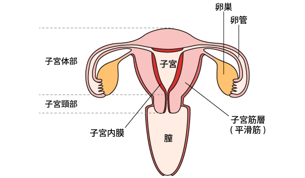 子宮 