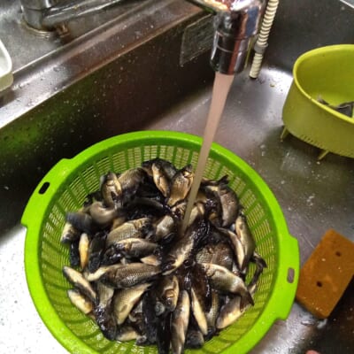 小鮒の甘露煮を調理