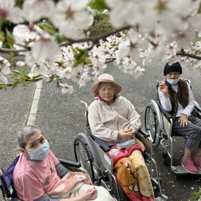 園庭や近隣の北村南公園で桜を観賞