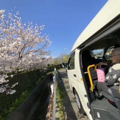 満開の桜を求めてドライブに