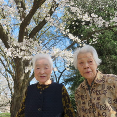 桜の名所をドライブ