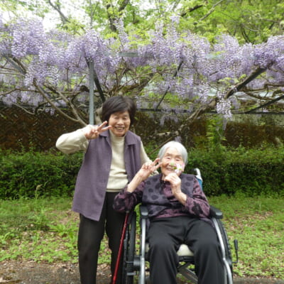 裏庭の藤の花を観賞